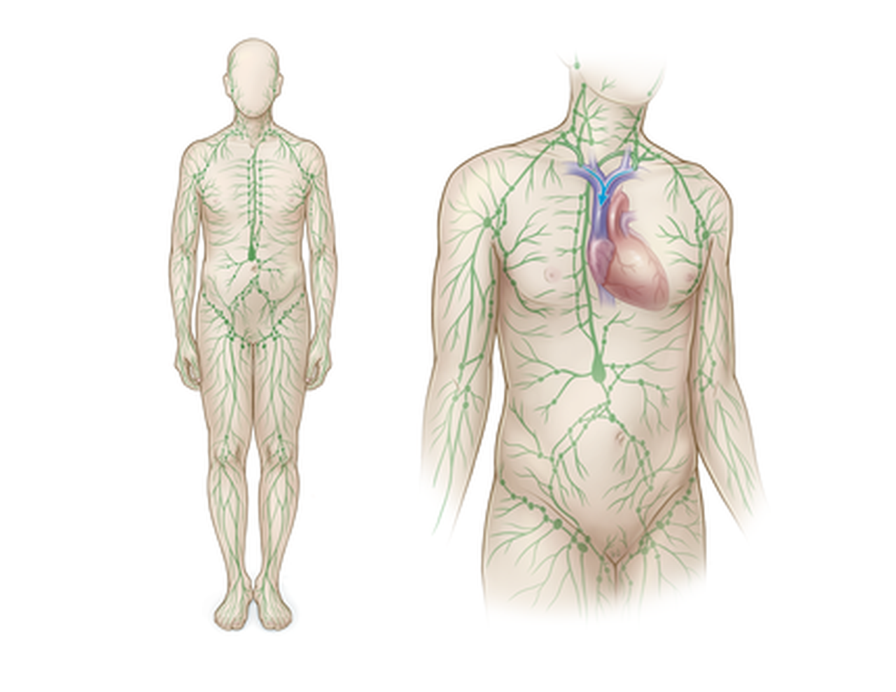 ILLU_Med_Lymphatic-system-overview_SIGVARIS_GROUP.png